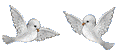 717anidovesdoves.gif
