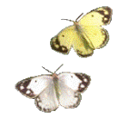 butterflys2monarch.gif