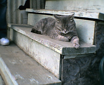 kitty003.jpg